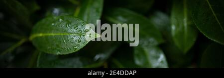 (Selektiver Fokus) atemberaubende Sicht auf einige Cherry Laurel Blätter mit Wassertropfen bilden einen natürlichen Hintergrund. Stockfoto