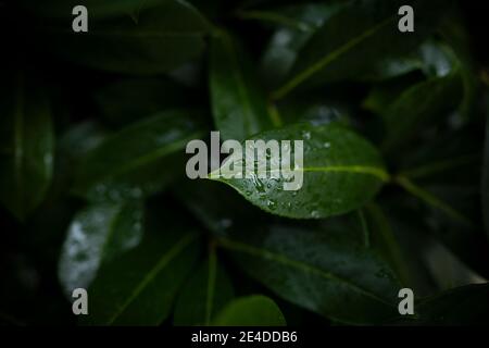(Selektiver Fokus) atemberaubende Sicht auf einige Cherry Laurel Blätter mit Wassertropfen bilden einen natürlichen Hintergrund. Stockfoto