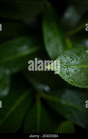 (Selektiver Fokus) atemberaubende Sicht auf einige Cherry Laurel Blätter mit Wassertropfen bilden einen natürlichen Hintergrund. Stockfoto