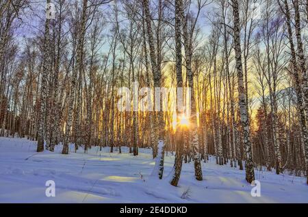 Winter Sonnenuntergang im Birkenwald. Goldene Strahlen des Sonnenlichts zwischen weißen Baumstämmen von Birken, schneebedeckten Birkenhain im Hintergrund der goldenen untergehenden Sonne. Fai Stockfoto