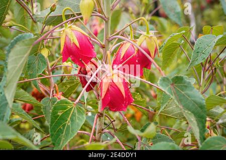 Lokale Flora - kleine Büsche mit roten Blüten - Rose oder Glockenblume wie, die meisten Pflanzen sind endemisch auf Madagaskar, wächst im Nationalpark Andringitra Stockfoto