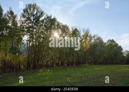 Niedrige Nachmittagssonne scheint durch Baumkronen, Graswiese im Vordergrund Stockfoto