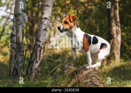 Kleine Jack Russell Terrier, die im Wald auf Holzbalken steht, sieht aufmerksam aus, schwarze und braune Flecken auf ihrer Seite. Verschwommene, sonnenbeschienene Bäume Stockfoto