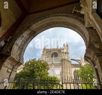 Viele Orangenbäume mit der Kathedrale von Sevilla in der Hintergrund Stockfoto