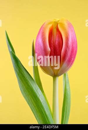 Nahaufnahme des Blütenkopfes eines schönen rosa und Gelbe Tulpe Stockfoto