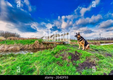 Holländische Polderlandschaft in Rietveldse Polder in Alphen aan den Rijn mit Baumstamm Brücke über Graben und sitzen Deutsch Hirte vor ihm Stockfoto