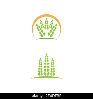 Moringa Blatt Logo Vorlage Vektor Symbol Natur Stock Vektor