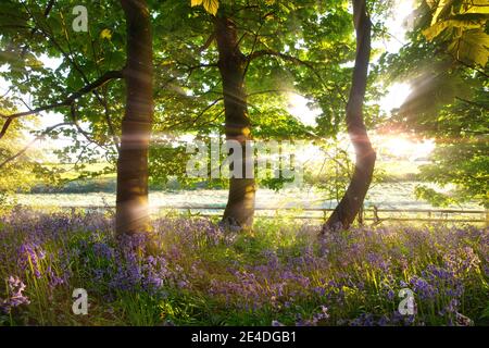 Wilder Blaubellwald mit herrlichem Sonnenaufgang am frühen Morgen in Norfolk UK. Frühlingsbäume und ein Zaun übertölben das Landschaftslicht Stockfoto