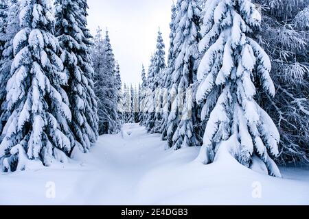 Winterlandschaft mit Bäumen, Reif und Schnee an einem bewölkten Tag im Erzgebirge. Stockfoto