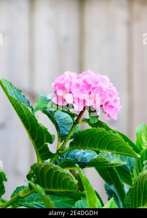 Pink Hortensia Blume gegen einen hellgrünen hölzernen Gartenzaun Stockfoto