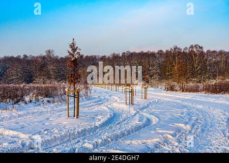 Ein Weg in den Wald - Park (Park Zielona) durch einen Schnee in sonnigen Wintertag. Stockfoto