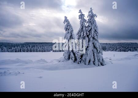 Winterlandschaft mit Bäumen, Reif und Schnee an einem bewölkten Tag im Erzgebirge. Stockfoto