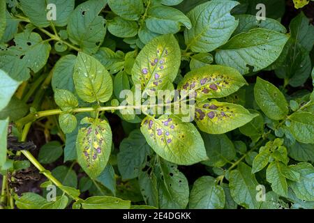 Nekrose und Chlorose auf Kartoffelblättern, ein Symptom für Magnesiummangel in einer Gartenpflanze, Berkshire, Juli Stockfoto