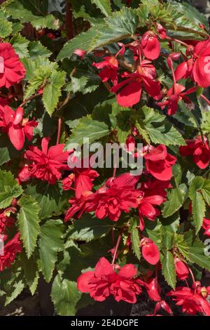 Scharlachrote Knollenbegonia (Begonia x tuberhybrida) in einem Topf, der aus einer großen Knolle wächst, August, Berkshire Stockfoto