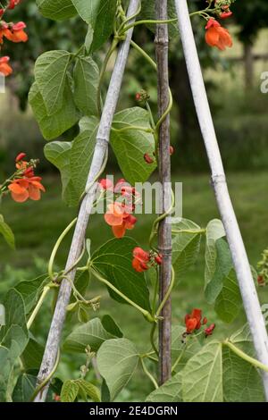 Garten Ernte der Runner Bohne (Phaseolus coccineus) Pflanzen in Blüte und unterstützt von Bambusstöcken, um die es klettert, Juli Stockfoto