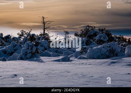 Winterlandschaft mit Nebel, Bäumen, Reif und Schnee an einem sonnigen Tag im Erzgebirge. Stockfoto