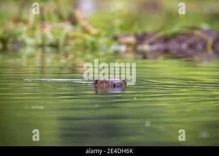 Eurasischer Biber mit Kopf aus dem Wasser im Sommer Stockfoto