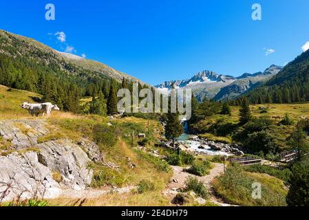 Der Gipfel des Care Alto (3462 m) und der Chiese im Nationalpark Adamello Brenta vom Val di Fumo aus gesehen. Trentino Alto Adige, Italien Stockfoto