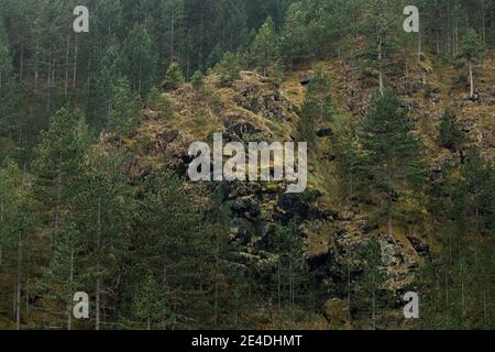 Blick auf den Wald auf der Bergseite Stockfoto
