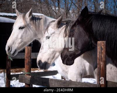 Weiße, graue und schwarze Pferde im Winter im Fahrerlager. Stockfoto
