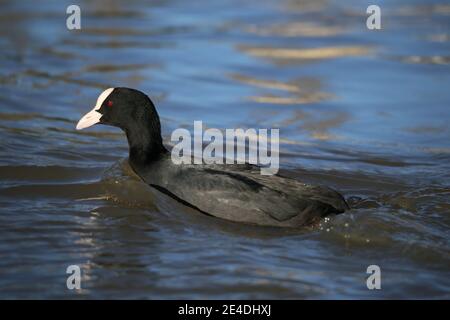 Eurasisch (auch bekannt als Common oder Australian) Coot (Fulica atra), Sadlers Ride, Hurst Park, East Molesey, Surrey, England, Großbritannien, Großbritannien, Europa Stockfoto