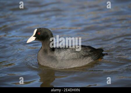 Eurasisch (auch bekannt als Common oder Australian) Coot (Fulica atra), Sadlers Ride, Hurst Park, East Molesey, Surrey, England, Großbritannien, Großbritannien, Europa Stockfoto