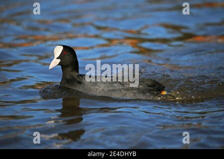 Eurasisch (auch bekannt als Common oder Australian) Coot (Fulica atra), Sadlers Ride, Hurst Park, East Molesey, Surrey, England, Großbritannien, Großbritannien, Europa Stockfoto