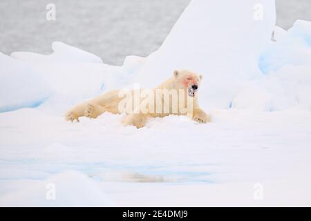 Eisbär auf dem Eis. Gefährliche Eisbären im Eis mit Robbenkadaver aufbringen. Wildlife-Action-Szene aus arktischer Natur. Blutige Szene mit rotem Blut Stockfoto
