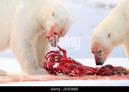 Blutige Natur. Eisbär auf dem Eis. Gefährliche Eisbären im Eis mit Robbenkadaver aufbringen. Tierwelt aus arktischer Natur. Blutszene mit rotem Blut Stockfoto