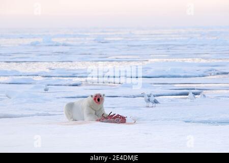 Blutige Natur. Eisbär auf dem Eis. Gefährliche Eisbären im Eis mit Robbenkadaver aufbringen. Tierwelt aus arktischer Natur. Blutszene mit rotem Blut Stockfoto