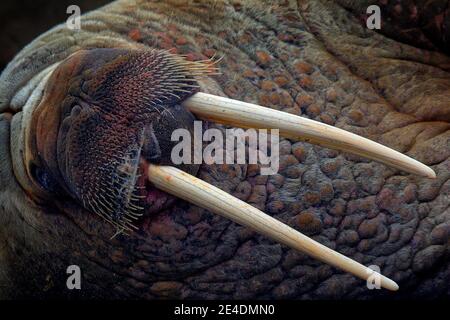 Detailportrait von Walrus mit großem weißen Stoßzahn, Odobenus rosmarus, großes Tier im Naturraum auf Spitzbergen, Norwegen. Stockfoto