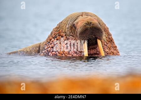 Detailportrait von Walrus mit großem weißen Stoßzahn, Odobenus rosmarus, großes Tier im Naturraum auf Spitzbergen, Norwegen. Stockfoto