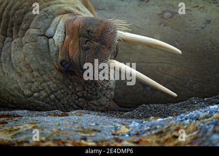 Detailportrait von Walrus mit großem weißen Stoßzahn, Odobenus rosmarus, großes Tier im Naturraum auf Spitzbergen, Norwegen. Stockfoto