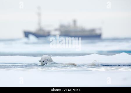 Bär und Boot. Eisbär auf treibendem Eis mit Schnee, verschwommenes Kreuzfahrtschiff im Hintergrund, Svalbard, Norwegen. Wildlife-Szene in der Natur. Kalter Winter Stockfoto