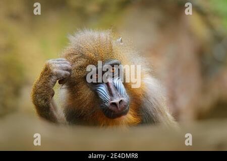 Mandrill, Mandrillus sphinx, sitzend auf einem Baumzweig im dunklen tropischen Wald. Tier in Natur Lebensraum, im Wald. Detail Porträt des Affen aus Zentr Stockfoto