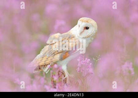 Scheune Owl in hellrosa Blüte, klarer Vorder- und Hintergrund, Großbritannien. Wildtiere Frühling Kunstszene aus der Natur mit Vogel. Wunderschöne Naturlandschaft Stockfoto