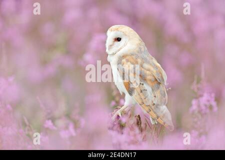 Wildtiere Frühling Kunstszene aus der Natur mit Vogel. Schöne Naturlandschaft mit Eule und Blumen. Scheune Owl in hellrosa Blüte, klarer Vorder- und Hintergr Stockfoto