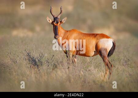 Hartebeest im Gras, Namibia in Afrika. Rot, Alcelaphus buselaphus caama, Detailportrait von großen braunen afrikanischen Säugetieren in Natur Lebensraum. Sassaby Stockfoto
