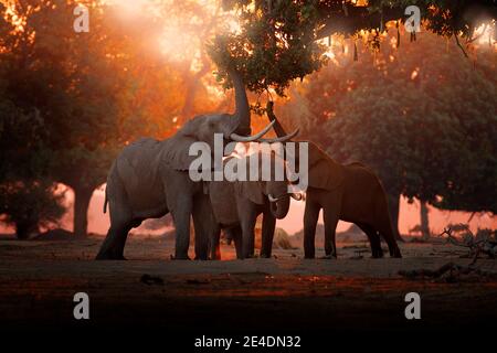 Elefant Fütterung Baum Zweig. Elefant im Mana Pools NP, Simbabwe in Afrika. Großes Tier im alten Wald. Abendlicht, Sonnenuntergang. Magische Wildl Stockfoto