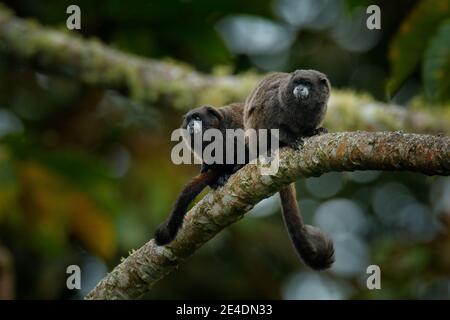 Schwarzmantle Tamarin (Saguinus nigricollis), Affe aus dem Sumaco Nationalpark in Ecuador. Wildlife-Szene aus der Natur. Tamarin sitzt auf dem Baumstamm Stockfoto