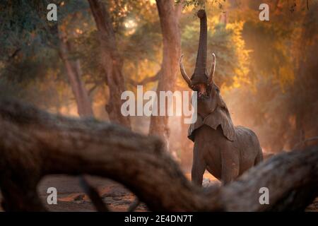 Elefant im Mana Pools NP, Simbabwe in Afrika. Großes Tier im alten Wald. Abendlicht, Sonnenuntergang. Magische Wildtierszene in der Natur. Afrikanischer Elefant Stockfoto