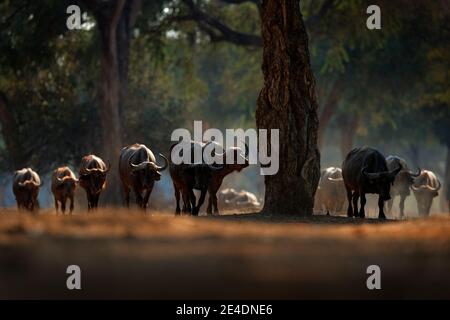 Herde von afrikanischen Buffalo, Cyncerus cafer, im dunklen Wald, Mana Pools, Simbabwe in Afrika. Wildlife-Szene aus Afrika Natur. Großes Tier im habitischen Stockfoto