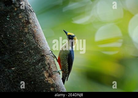 Goldnapter Specht, Melanerpes chrysauchen, sitzend auf Baumrink mit Nistloch, schwarzer und roter Vogel in Naturlebensraum, Corcovado, Costa Rica. Stockfoto