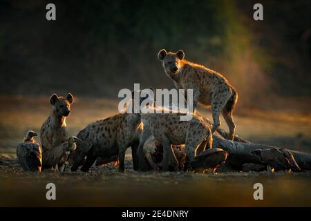 Afrika Tierwelt. Gesichtet Hyäne, Crocuta crocuta, Packung mit Elefantenkadaver, Mana Pools NP, Simbabwe in Afrika. Tierverhalten, toter Elefant mit h Stockfoto