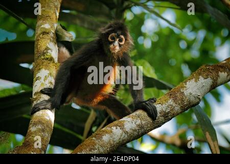 Spinnenaffe auf Palme. Grüne Tierwelt von Costa Rica. Schwarzhand-Spinnenaffe sitzt auf dem Baumzweig im dunklen tropischen Wald. Tier in Stockfoto