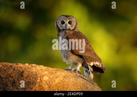 Marsh Owl, ASIO capensis, Lake Kariba, Zimbabwe. Vogel sitzt auf dem Stein in grüner Vegetation, Abendlicht. Eule im Lebensraum. Wildlife-Szene aus Stockfoto