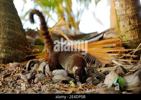 Koati im Lebensraum. Weißnasen-Coati, Nasua narica, in der Natur Lebensraum. Tier aus tropischem Wald. Wildlife-Szene aus der Natur. Tier in y Stockfoto