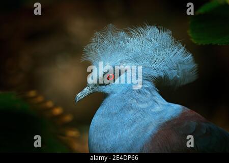 Westliche Krontaube, Goura cristata, Detailportrait in e Tieflandregenwäldern Neuguineas, Asien. Blauer Vogel mit roten Augen, dunkler Wald im Hintergrund Stockfoto