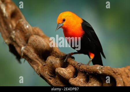 Scharlachköpfiger Schwarzvogel, Amblyramphos holosericeus, schwarzer Vogel mit orangerotem Kopf im tropischen Dschungelwald. Blackbird sitzt auf dem Baum mit Stockfoto