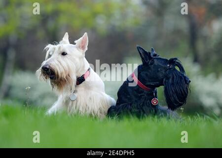 Schwarz-weißer Hund. Schöne schottische Terrier, sitzen auf grünem Rasen Gras, Wald im Hintergrund, Schottland, Vereinigtes Königreich. Ein Paar schwarz und w Stockfoto